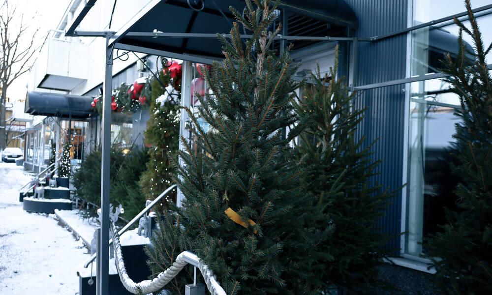 Kotimaisia joulukuusia myynnissä Espoossa.